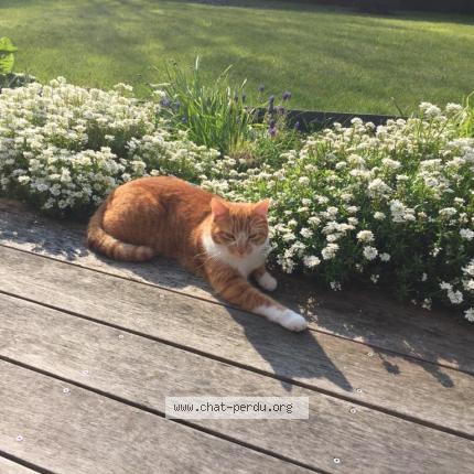 Photo de chat perdu à Hem