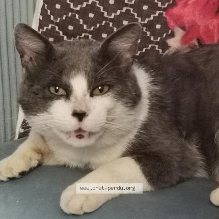 Photo de chat perdu à Villefontaine 38090