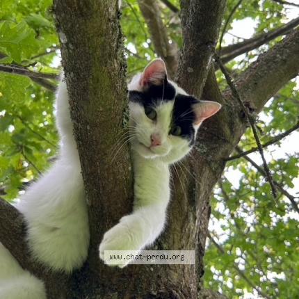 Photo 1/1 Kakashi Chat perdu à Ville en selve