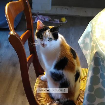 Photo de chat perdu à Meudon