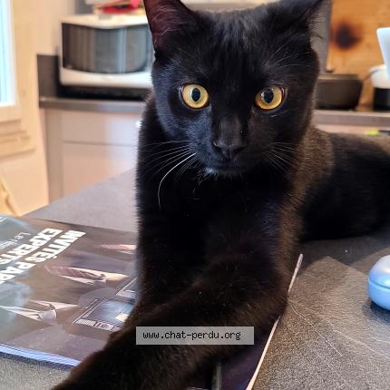 Photo de chat perdu à Montpellier