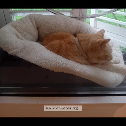 Photo de chat perdu à Vergt