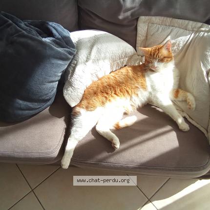 Photo de chat perdu à Auzeville Tolosane