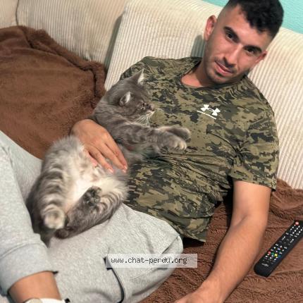 Photo de chat perdu à Nimes