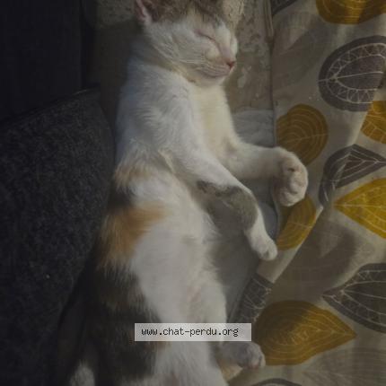 Photo de chat perdu à Armentieres