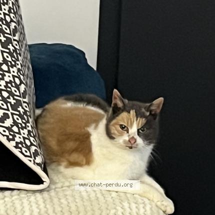 Photo 1/1 Chat retrouvé Trouvé à Tilloy Les Mofflaines
