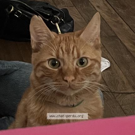 Photo 1/1 Chat retrouvé Perdu à Vitry Sur Seine