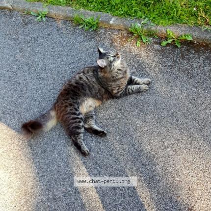 Photo 1/1 Chat retrouvé Perdu à Outreau