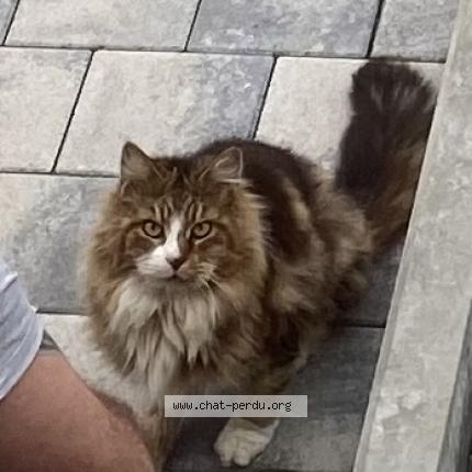 Photo 1/1 Chat retrouvé Trouvé à Amneville