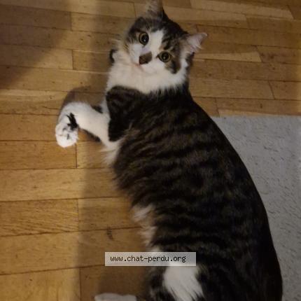 Photo 1/1 Chat retrouvé Perdu à Venissieux