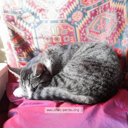 Photo de chat perdu à 59250 Halluin