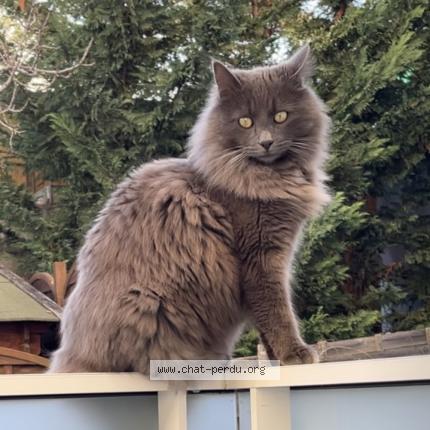 Photo de chat perdu à Cagnes Sur Mer