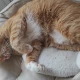 Photo de chat perdu à Bruxelles