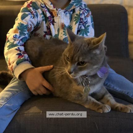 Photo 1/1 Chat retrouvé Perdu à Villiers En Plaine