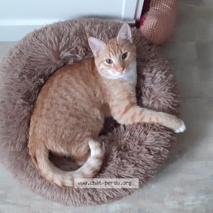 Photo de chat perdu à Montreuil Bellay