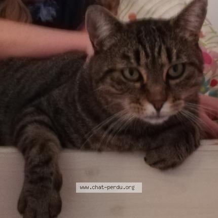 Photo 1/1 Saphir Chat perdu à St jean le blanc