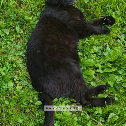 Photo 1/1 Chat retrouvé Perdu à Annecy