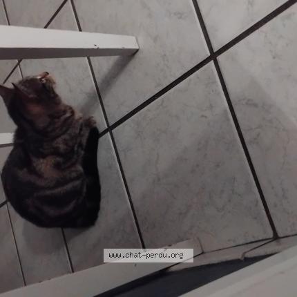 Photo de chat perdu à Firminy