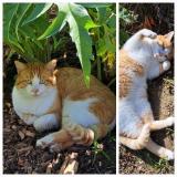 Photo de chat perdu à Fontaines St Martin