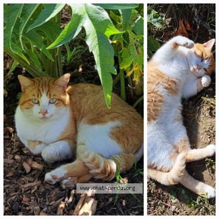 Photo 1/1 Chat retrouvé Perdu à Fontaines st martin