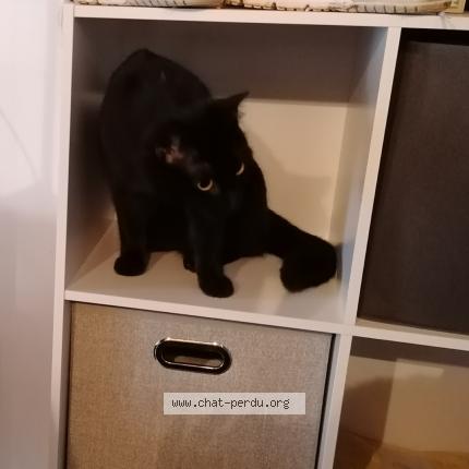 Photo 1/1 Chat retrouvé Perdu à Fontenay Le Comte