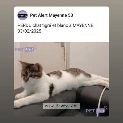 Photo de chat perdu à Mayenne