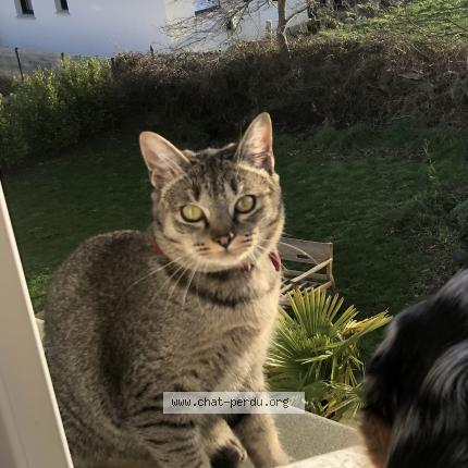 Photo de chat perdu à Riantec