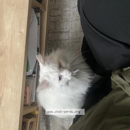 Photo 1/1 Chat retrouvé Perdu à Le Blanc Mesnil