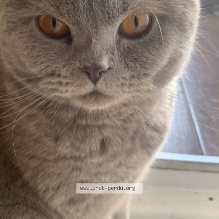 Photo de chat perdu à Wasselonne