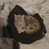 Photo de chat perdu à Marseille