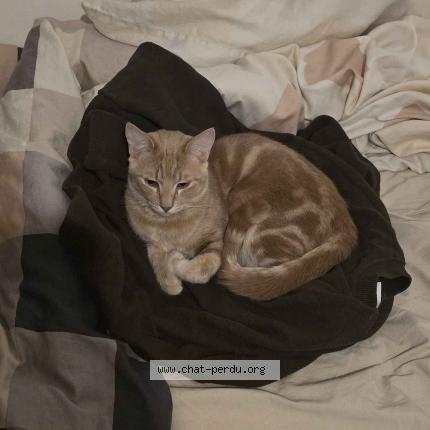 Photo 1/2 Chat retrouvé Perdu à Marseille