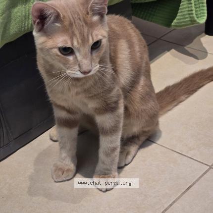 Photo 2/2 Chat retrouvé Perdu à Marseille