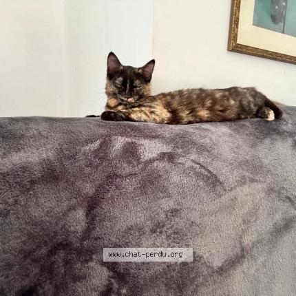 Photo de chat perdu à Belmont