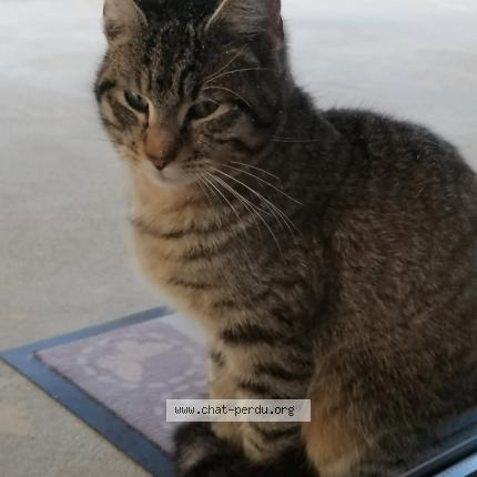 Photo de chat trouvé à Chomerac