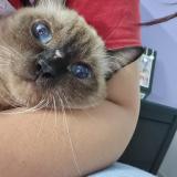 Photo de chat perdu à Lahore