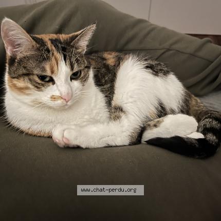 Photo de chat perdu à Lannemezan