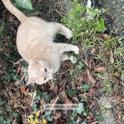 Photo 1/1 Chat retrouvé Trouvé à Nantes