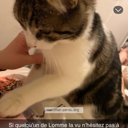 Photo de chat perdu à Lomme