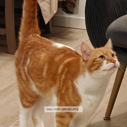 Photo de chat perdu à Meyzieu