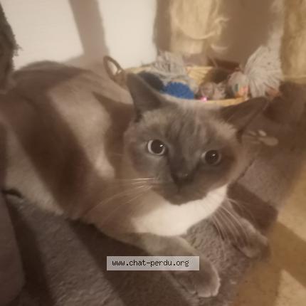Photo de chat perdu à Tournehem Sur La Hem