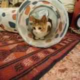 Photo de chat trouvé à Le Perray