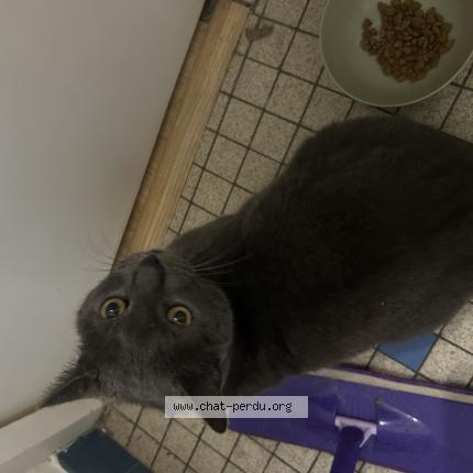 Photo de chat trouvé à Angerd