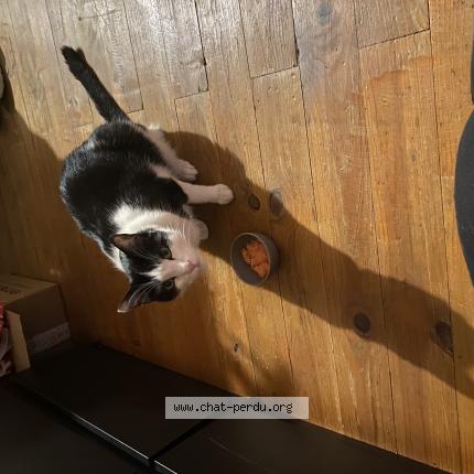 Photo de chat perdu à Couzon Au Mont D Or