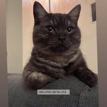 Photo de chat perdu à Montreuil