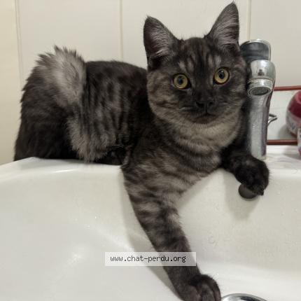 Photo 2/2 Chat retrouvé Perdu à Montreuil