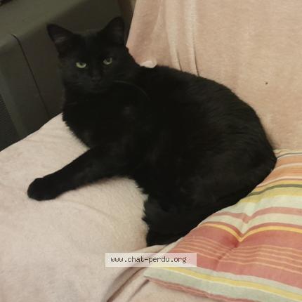 Photo 1/1 Chat retrouvé Perdu à Valdoie
