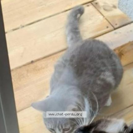 Photo de chat perdu à Paris