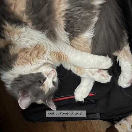 Photo de chat perdu à Fontenay Sous Bois