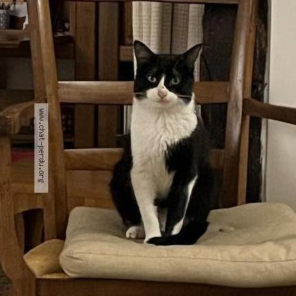 Photo de chat perdu à Paris