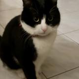 Photo de chat perdu à Epone